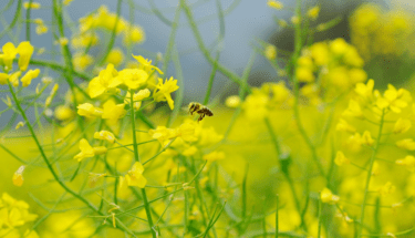 hayfever vaccine in colchester